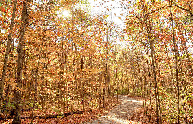 Sunlit Autumn Forest Path Wall Art