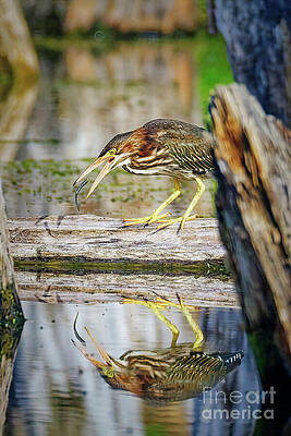 Heron Hunting by the Water Photograph