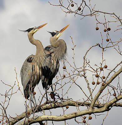 Beautiful Photograph - Heron Gaze by Gina Fitzhugh