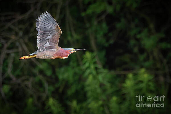 Heron in Flight Over Greenery Photograph