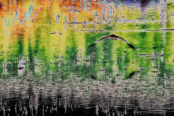 Wall Art featuring the photograph Heron In Flight Over Wetlands by Bruce Block
