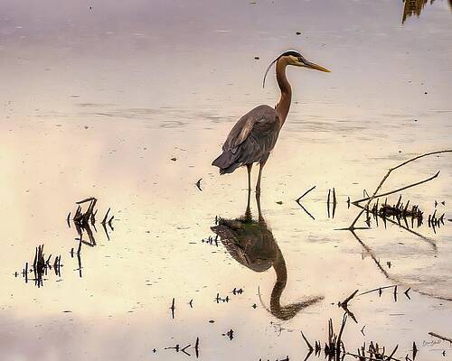 Wall Art featuring the digital art Heron In The Morning by Bruce Block