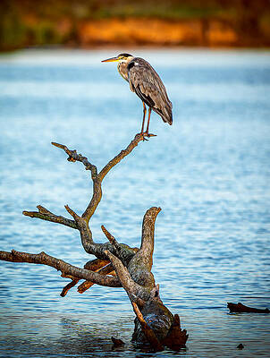 Heron on a Branch Over Water Photograph