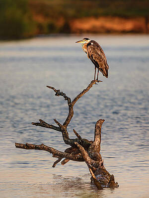Heron Perched on Branch Over Water Photograph