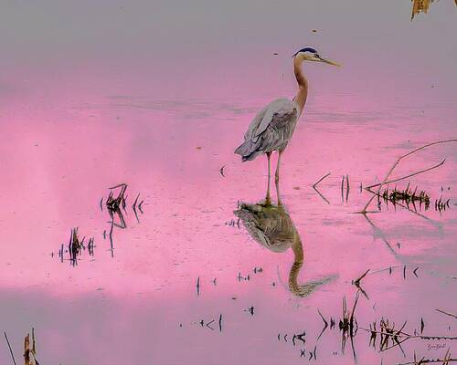 Wall Art featuring the digital art Heron Reflections by Bruce Block