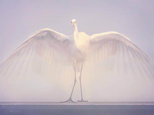 Elegant Egret With Spread Wings Photograph