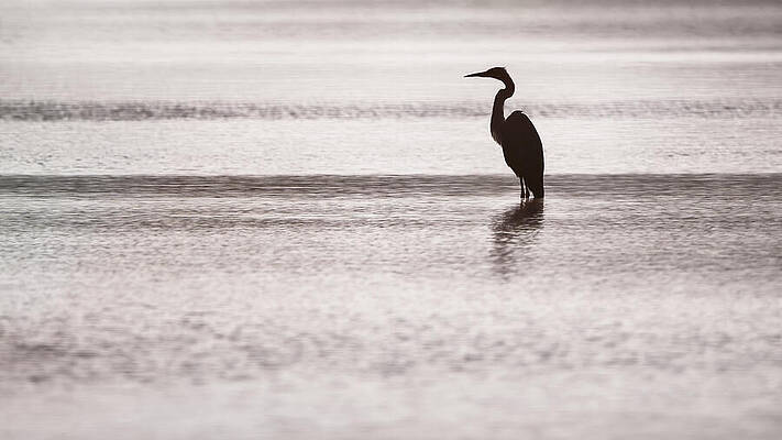 Photograph - Heron Silhouette In Calm Water At Dawn by Jaroslav Buna