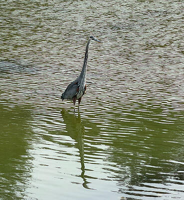 Heron Standing in Reflective Water Wall Art