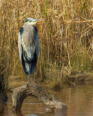 Bird Wall Art featuring the photograph Heron Standing On Log In Water by Charles Floyd