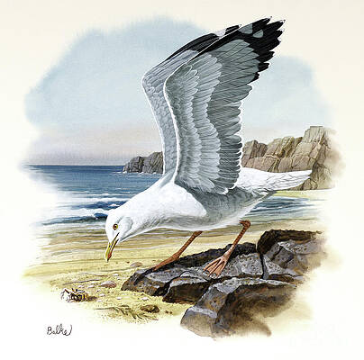 Herring Gull Print