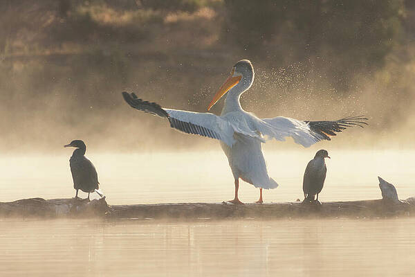 American Wall Art featuring the photograph Hey Buddy Do Ya MIND - Pelican And Cormorants In Northern California by Mike Lee