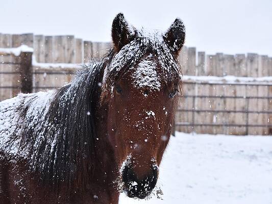 Winter Photograph - Hey, Crispi by Alden White Ballard