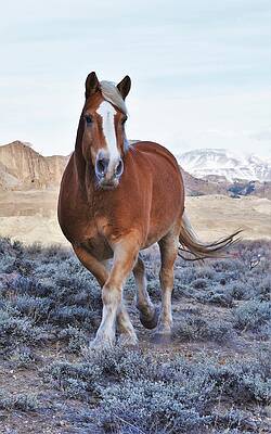 Hey Tonka by Alden White Ballard