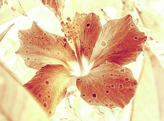 Natural Wall Art featuring the photograph Hi-biscus by Jorgo Photography