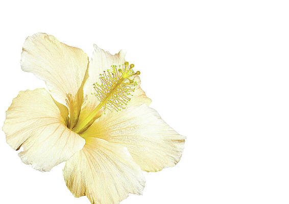 Summer Wall Art featuring the photograph Hibiscus Flower Isolated On White by Severija Kirilovaite