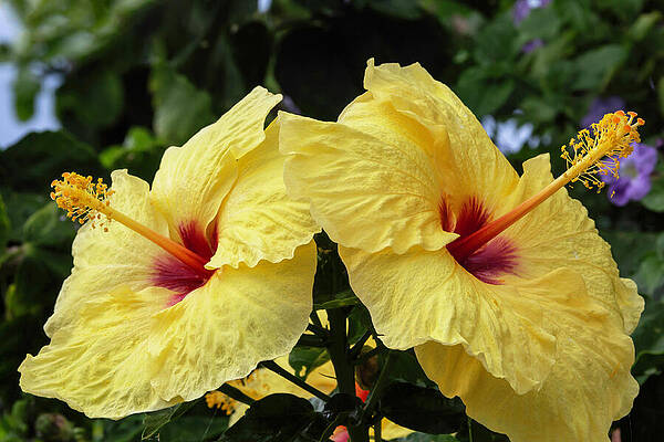 Vibrant Photograph - HIbiscus Pair by Charlie Osborn