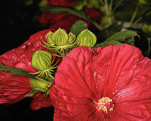 Nature Wall Art featuring the photograph Hibiscus Red With Buds by Robert Niemeier