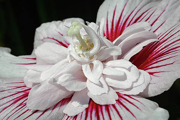 Delicate Wall Art featuring the photograph Hibiscus Twirls by Shirley Mitchell
