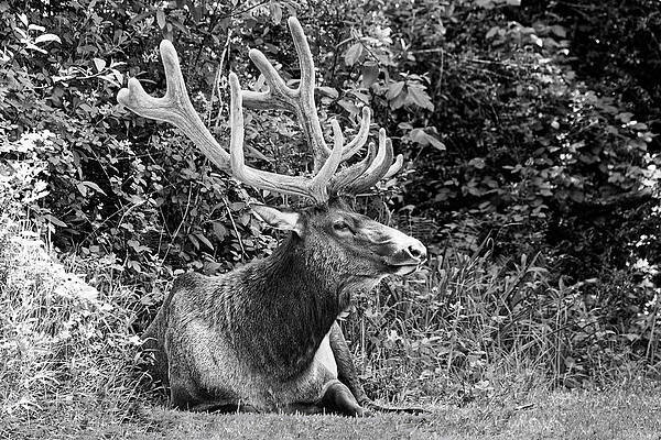 Wall Art featuring the photograph Hidden Elk In Black And White - Redwood National Park by KJ Swan