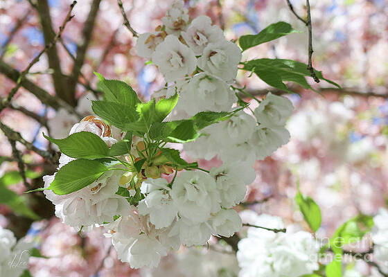 Beautiful Photograph - Hidden Flower Faces by D Lee