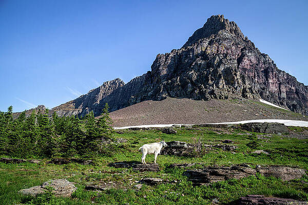 Mountain Goat at Scenic Glacier Park Wall Art