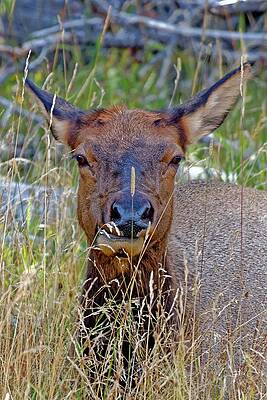 Wildlife Wall Art featuring the photograph Hiding Elk - Yellowstone National Park, Wyoming by KJ Swan