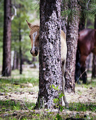 Nature Photograph - Hiding by American Landscapes