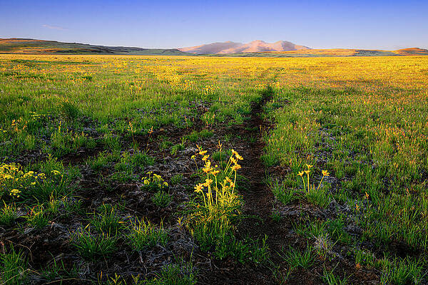 American Wall Art featuring the photograph High Desert Spring Morn by Mike Lee