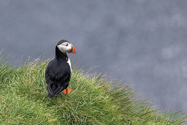 Iceland Wall Art featuring the photograph High Profile by Todd Wilkinson