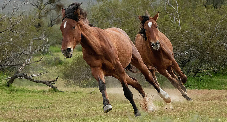 Arizona Photograph - High-Speed Chase. by Paul Martin