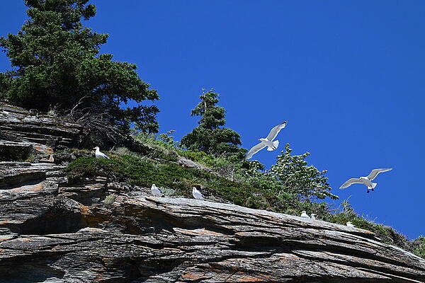 Flight Wall Art featuring the photograph High Times by Harry Banks