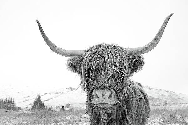 Highland Cow mono by Grant Glendinning