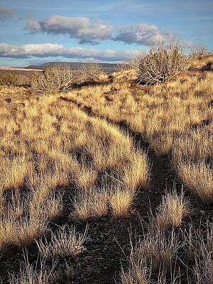 Golden Grassland at Dusk Wall Art