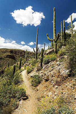 Desert Photograph - Hiking Trail Through The Flowering Desert by Craig A Walker