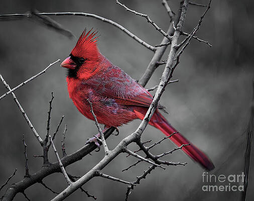 Texas Wall Art featuring the photograph Hill Country Cardinal Selective Color by Ron Long Ltd Photography