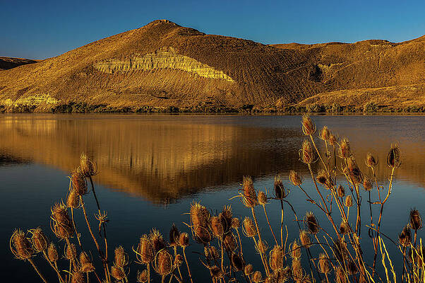 Photograph - Hills Of Gold by Tim Lyden