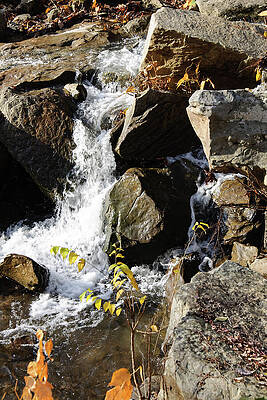 Wall Art featuring the photograph Hillside Below The Natural Spring by Flees Photos