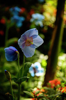 Pennsylvania Photograph - Himalayan Blue Poppy Peeking From The Shadows by Anthony Hightower
