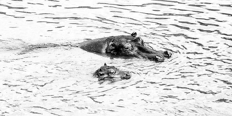 Wall Art featuring the photograph Hippo 1B by Sally Fuller