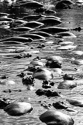 Wall Art featuring the photograph Hippo 7A by Sally Fuller