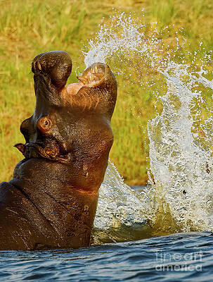 Playful Hippo in Water Splash Photograph