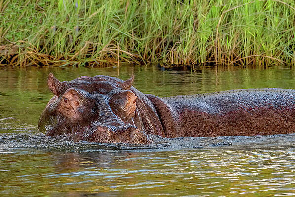 Hippo Submerged in River Wall Art