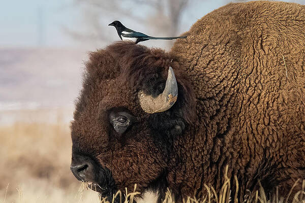 Colorado Photograph - Hitching A Ride by Jon Snyder