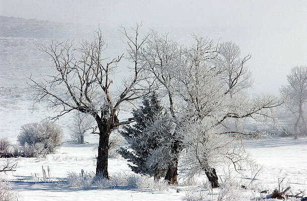 Tree Photograph - Pogonip - Hoarfrost And Fog - Mono Lake by Bonnie Colgan