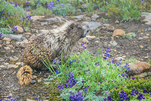 Wilderness Wall Art featuring the photograph Hoary Marmot In Morning Dew At Mount Rainier National Park by Nancy Gleason