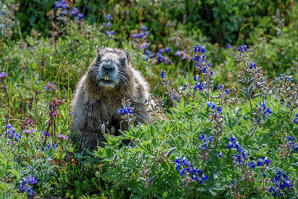 Wall Art featuring the photograph Hoary Marmot In Subalpine Lupine #1 by Nancy Gleason