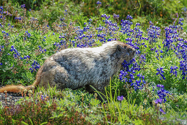 Wilderness Wall Art featuring the photograph Hoary Marmot In Subalpine Lupine #2 by Nancy Gleason