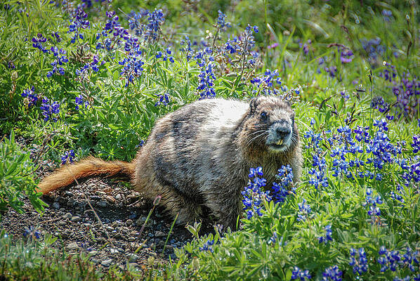 Wall Art featuring the photograph Hoary Marmot In Subalpine Lupine #3 by Nancy Gleason