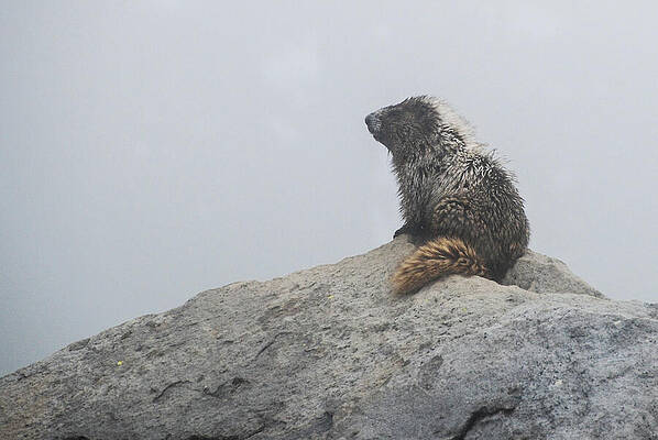 Wilderness Wall Art featuring the photograph Hoary Marmot On Boulder At Mount Rainier National Park #1 by Nancy Gleason