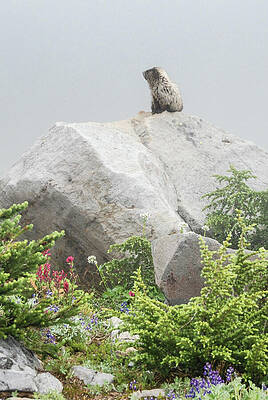 Wilderness Wall Art featuring the photograph Hoary Marmot On Boulder At Mount Rainier National Park #2 by Nancy Gleason
